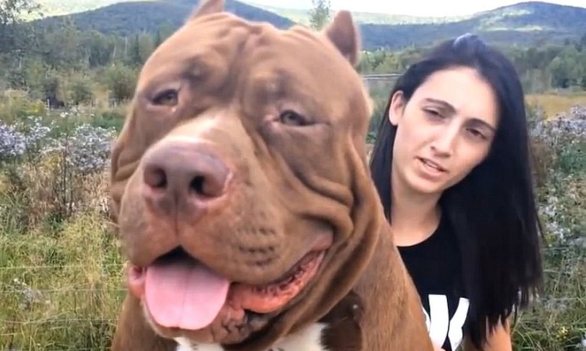 Дети верхом на собаке