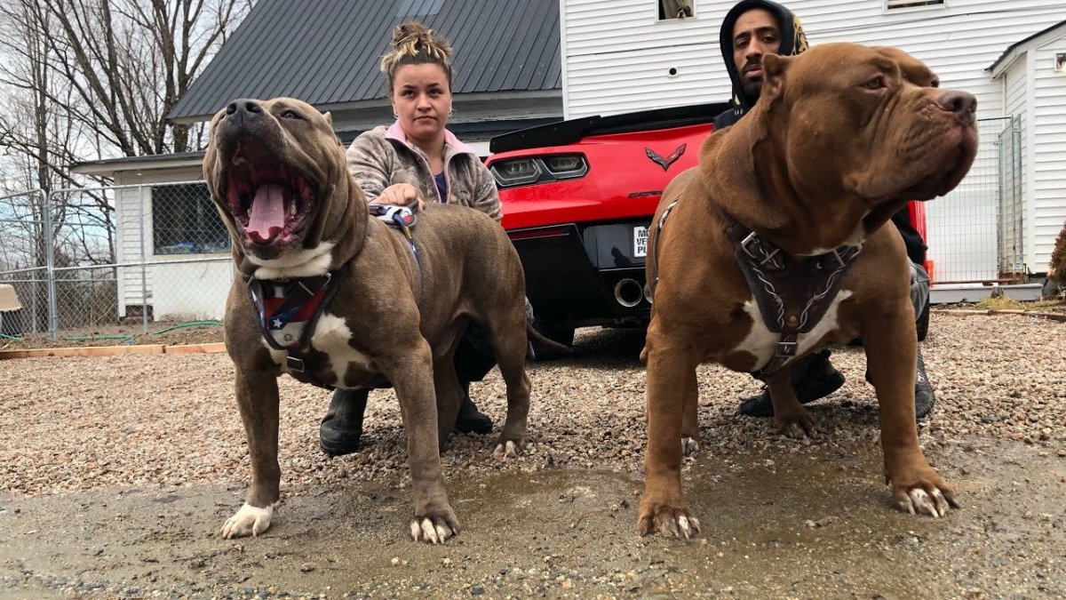Самый большой питбуль в мире Халк