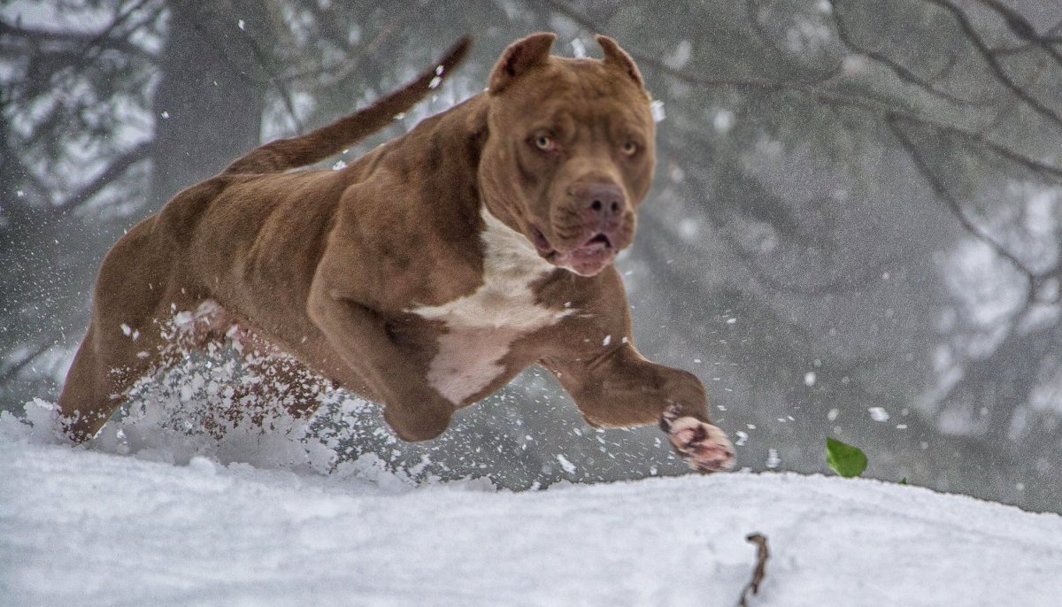 Американский питбуль Халк