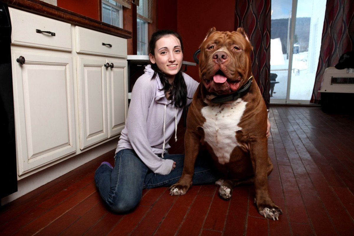 Самый большой питбуль Халк рост