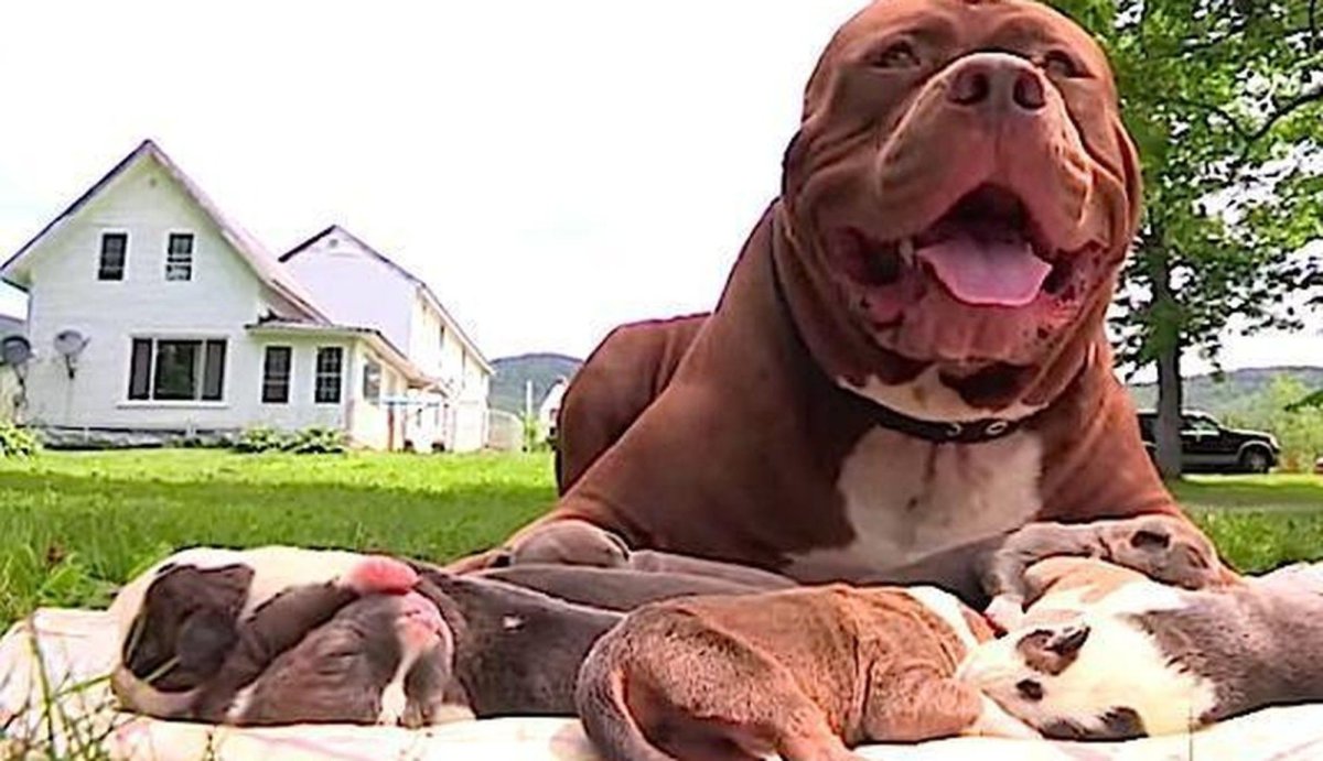 Питбуль отец и сын