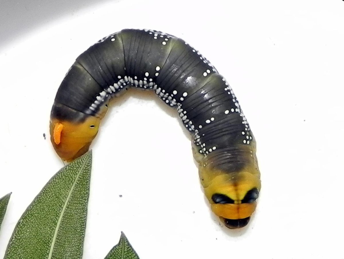 Daphnis nerii гусеница