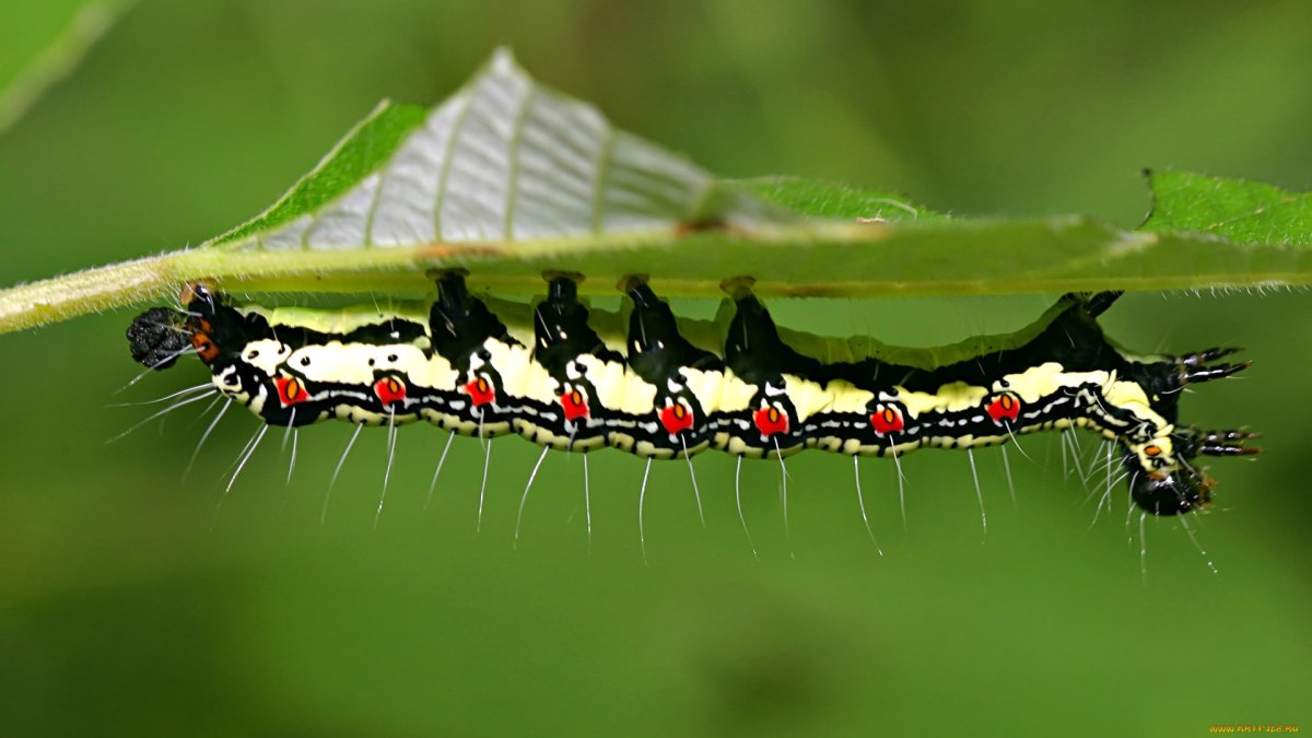 Интересные гусеницы