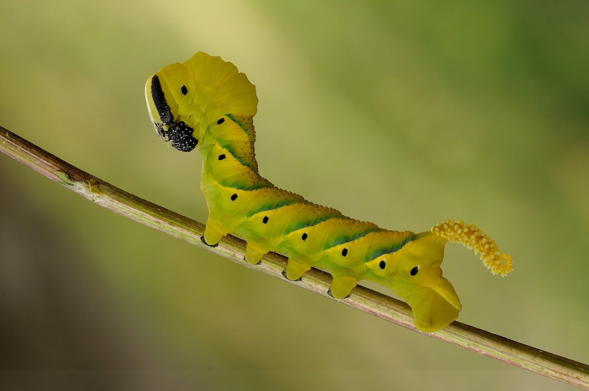 Бражник Крымский гусеница