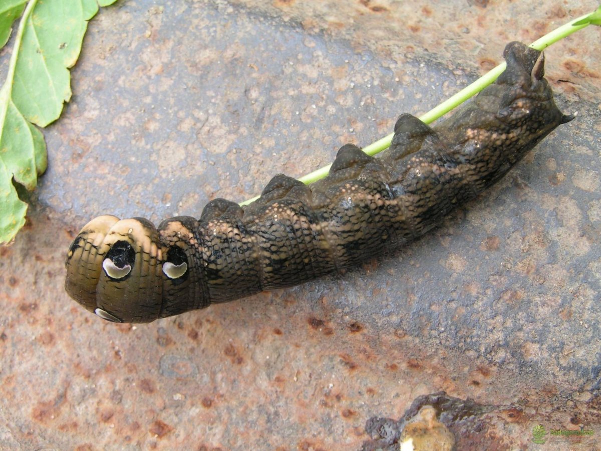 Бражник винный гусеница и бабочка