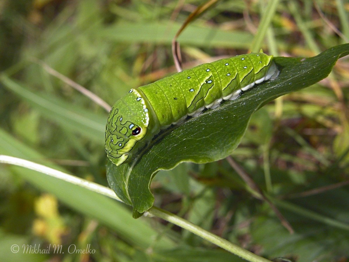 Хвостоносец Маака бабочка гусеница