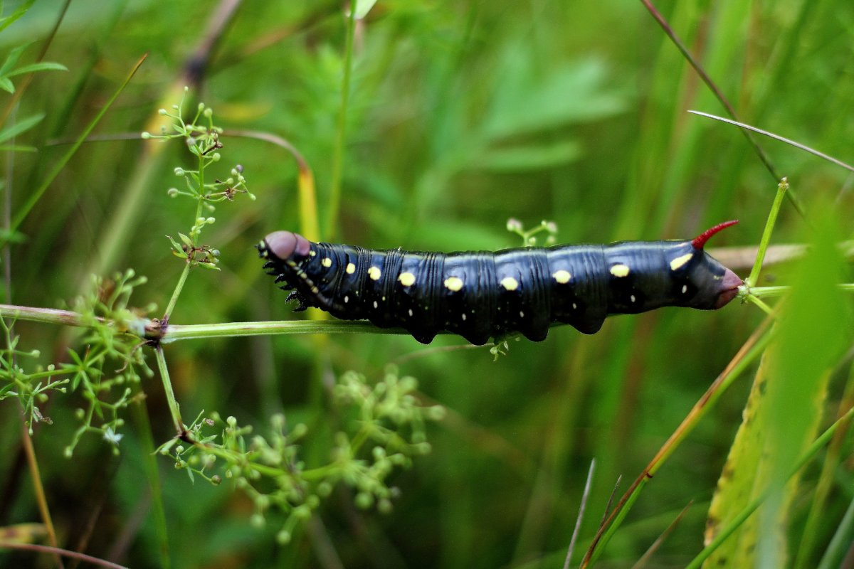 Hippotion Celerio гусеница