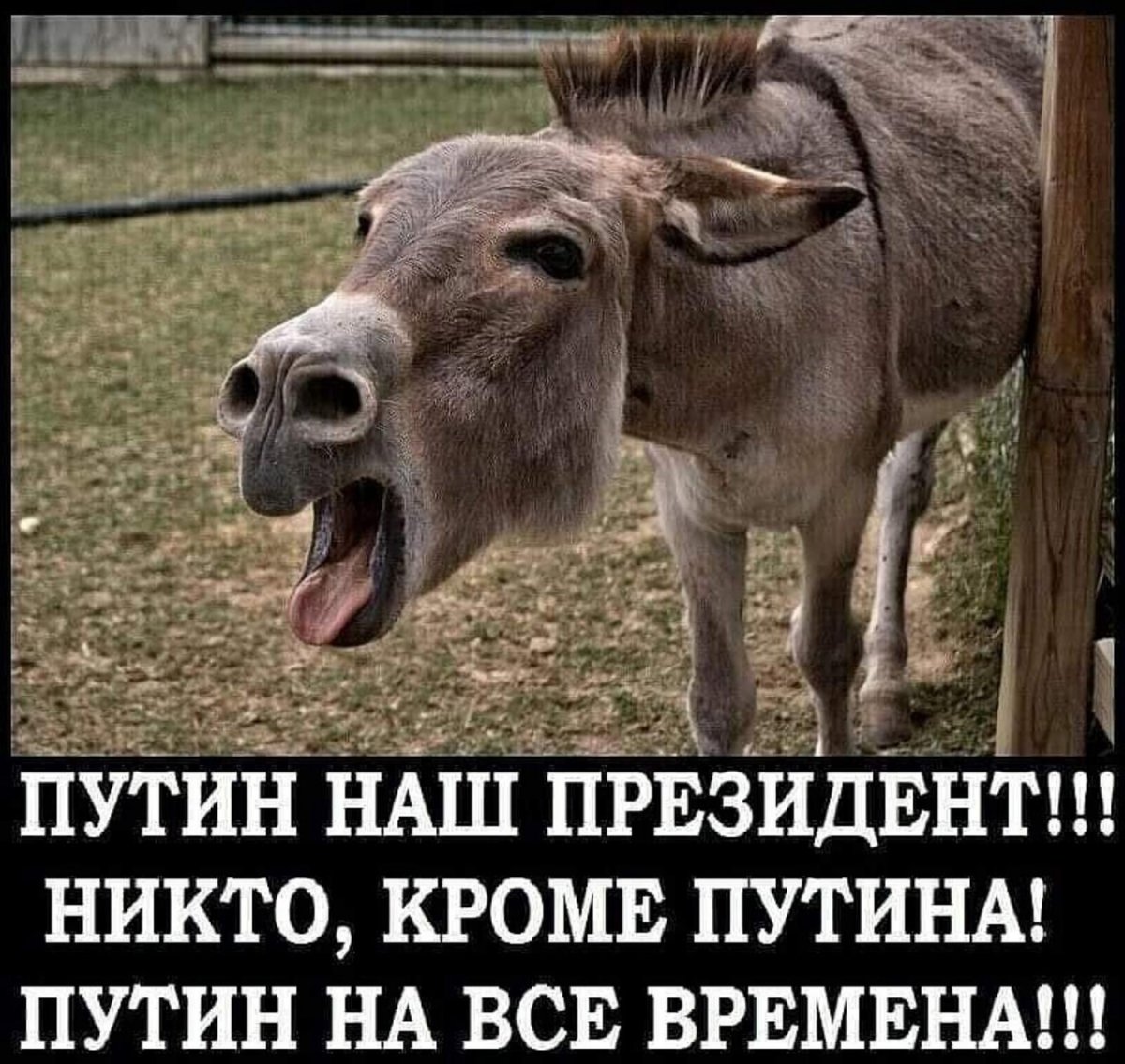 Ржачный осел