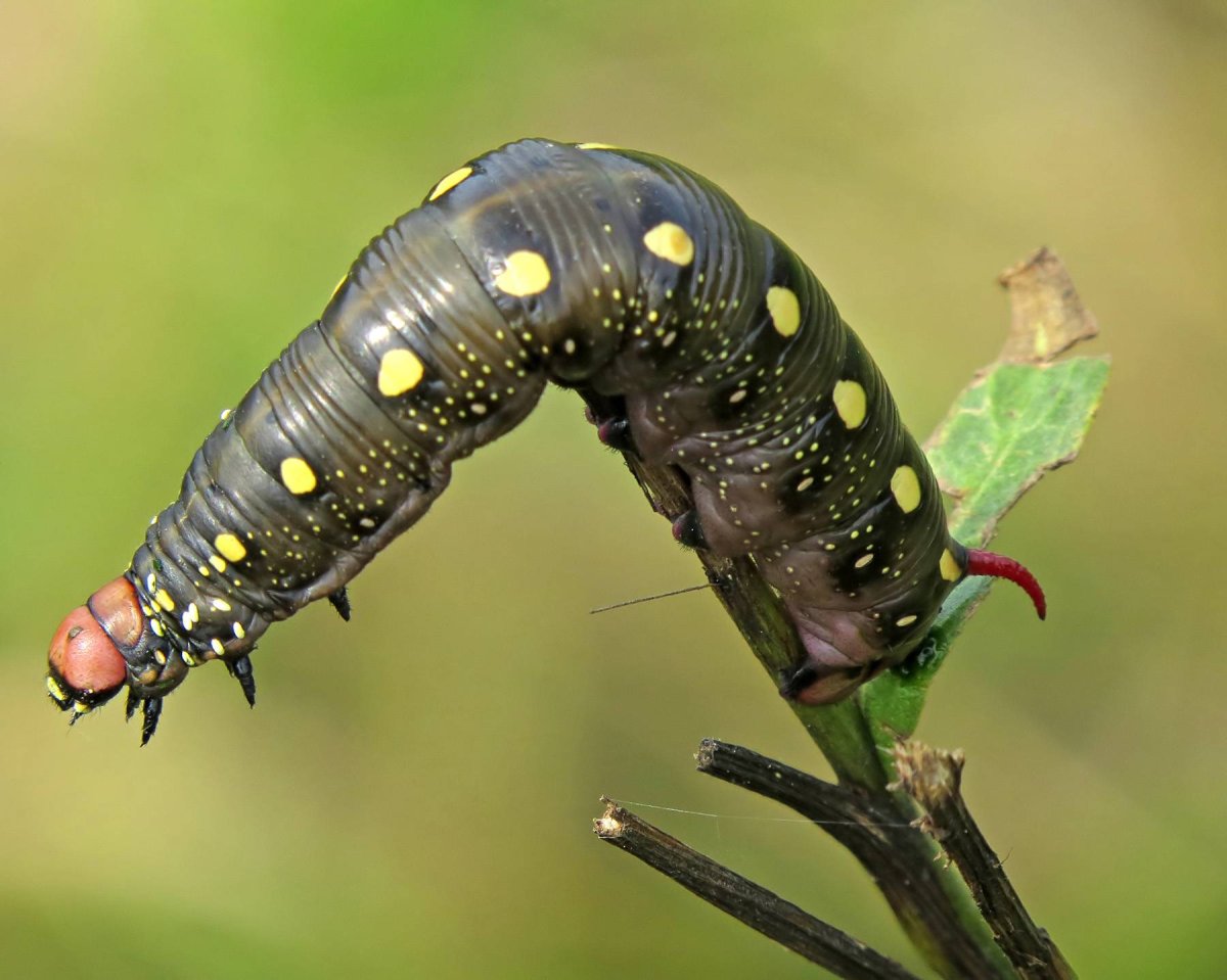 Бражник глазчатый гусеница