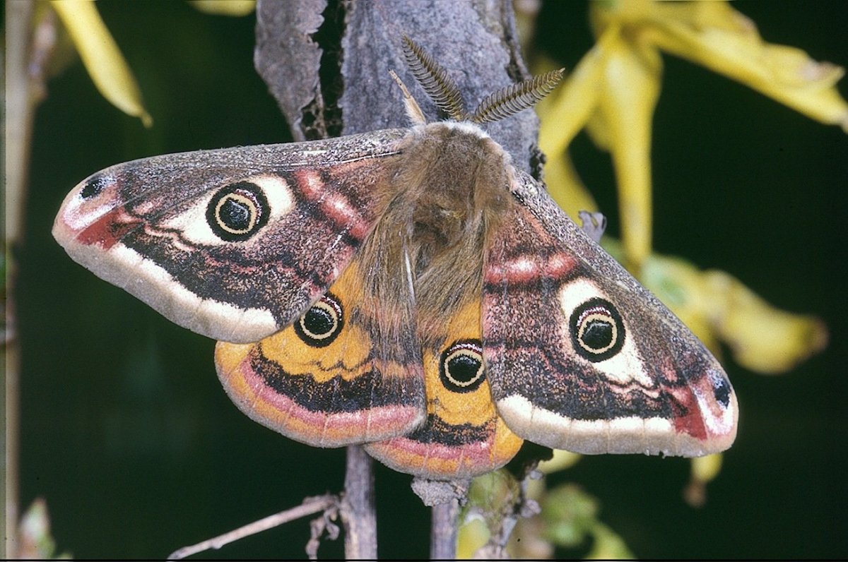 Papilio Troilus гусеница бабочка