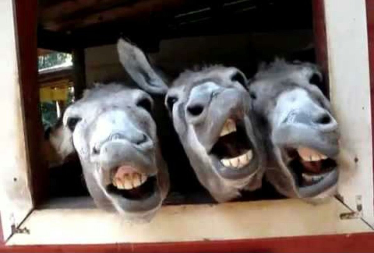 Веселый конь