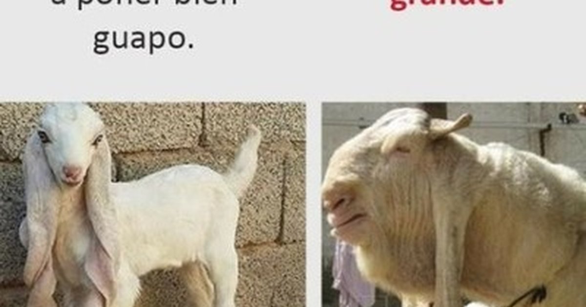 Коза и её сестра Геншин