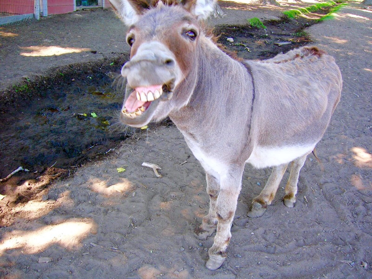 Глупый осел