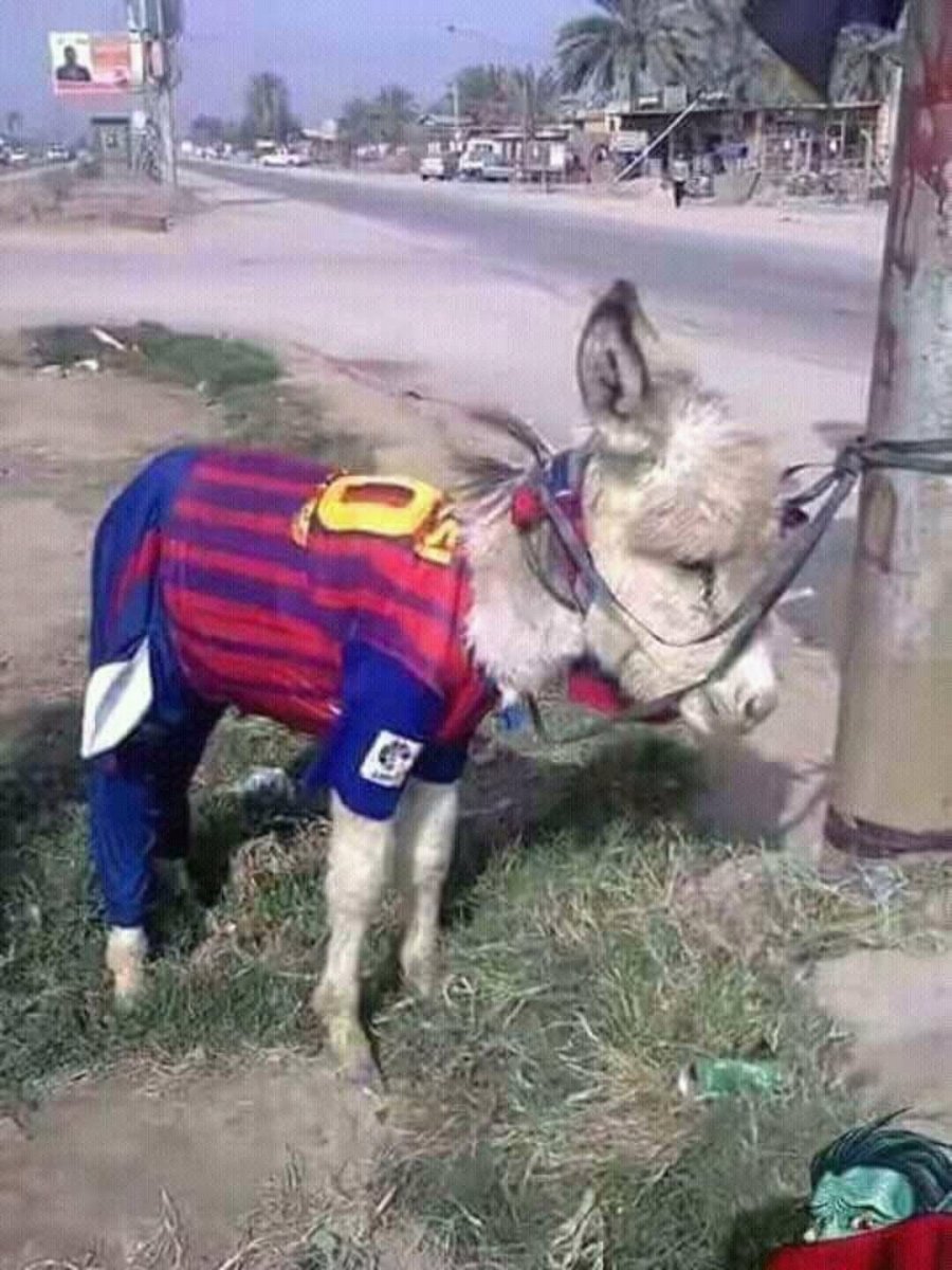 Удивленный ослик