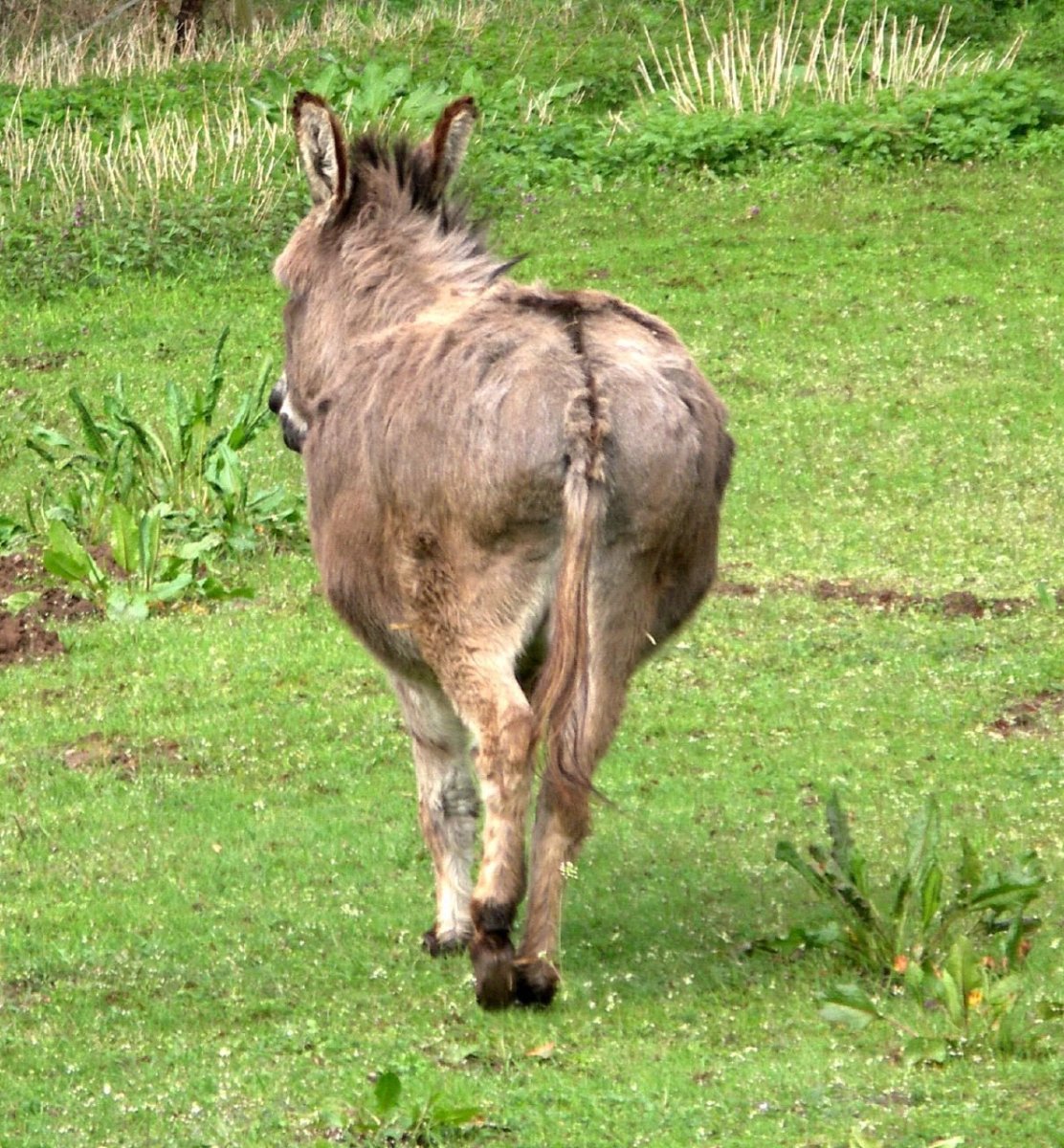 Осел из Шрека улыбается