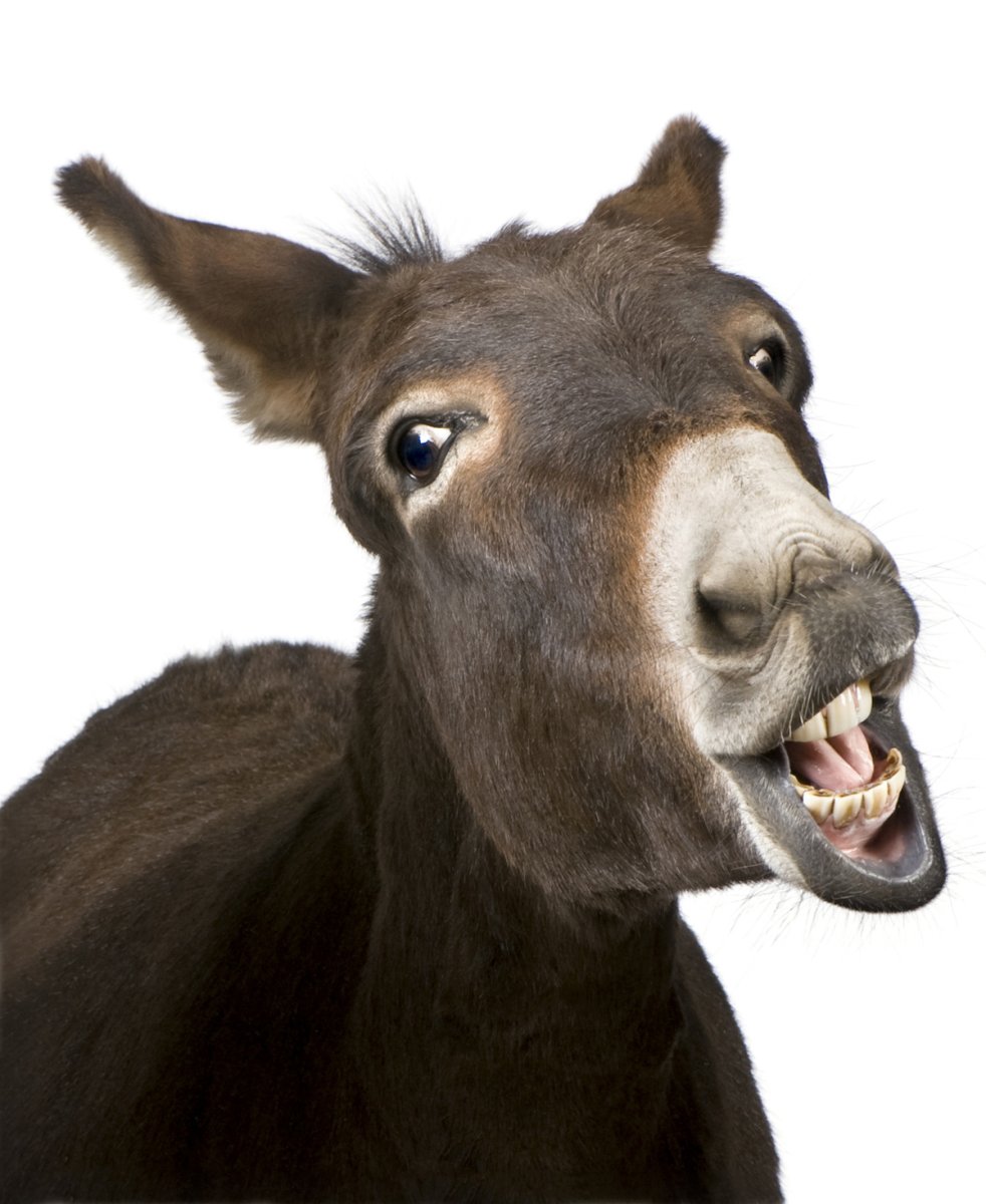Морда осла