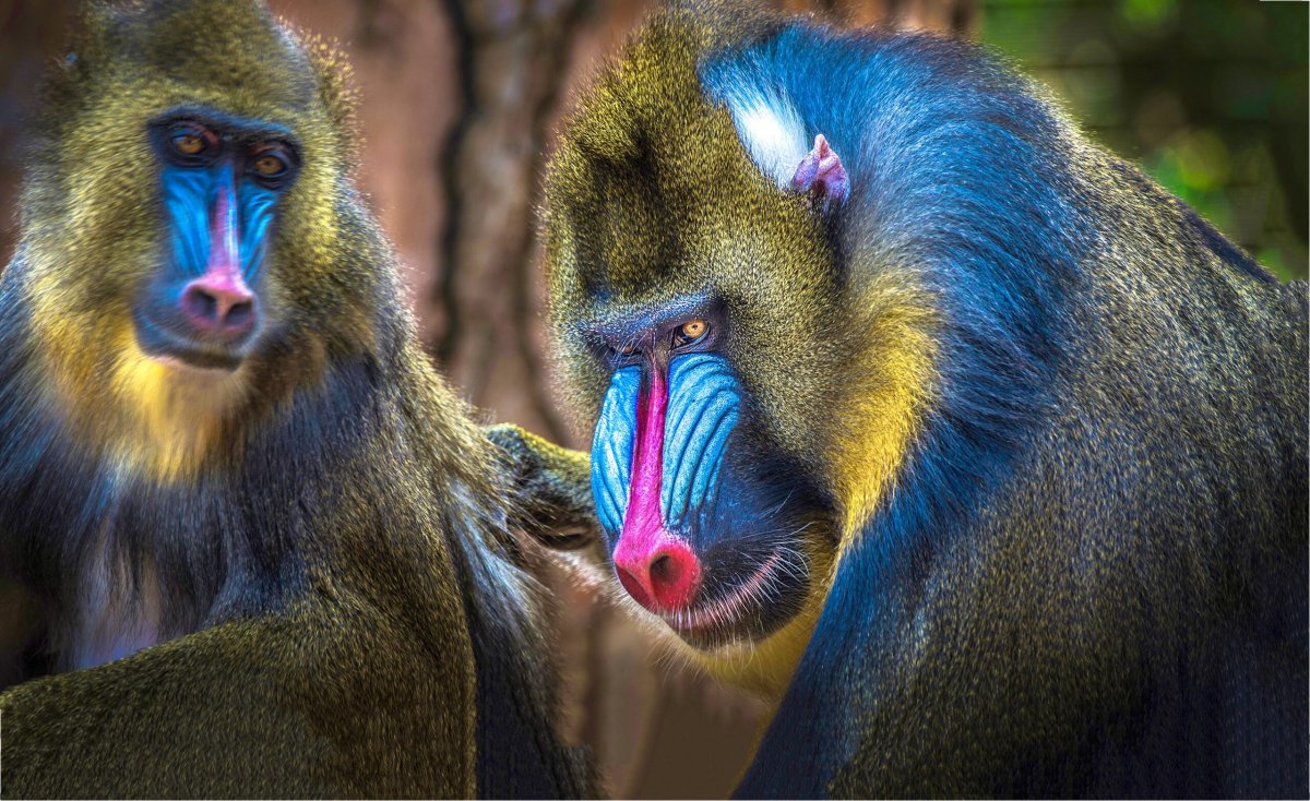 Самец мандрила