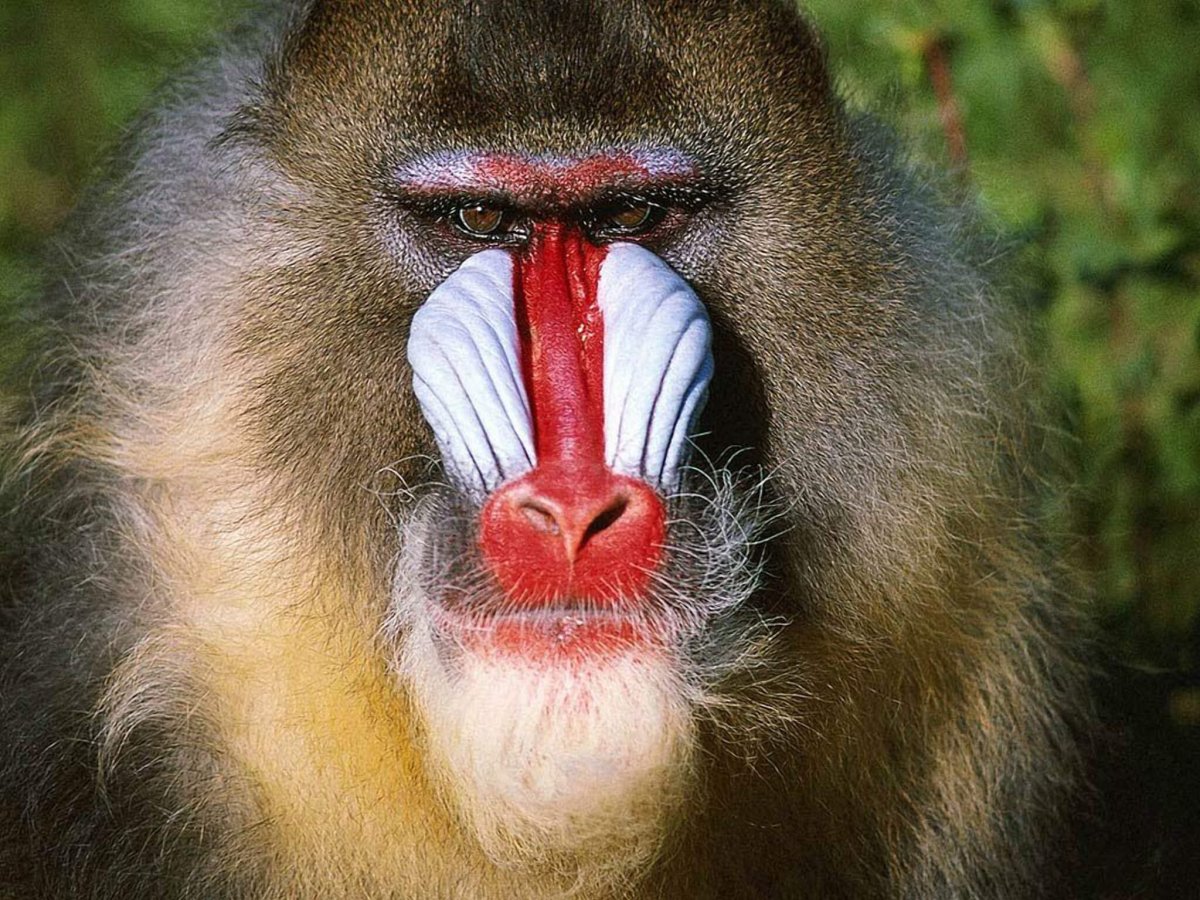 Бабуин Мандрил