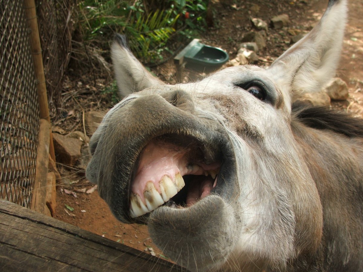 Уродливый конь