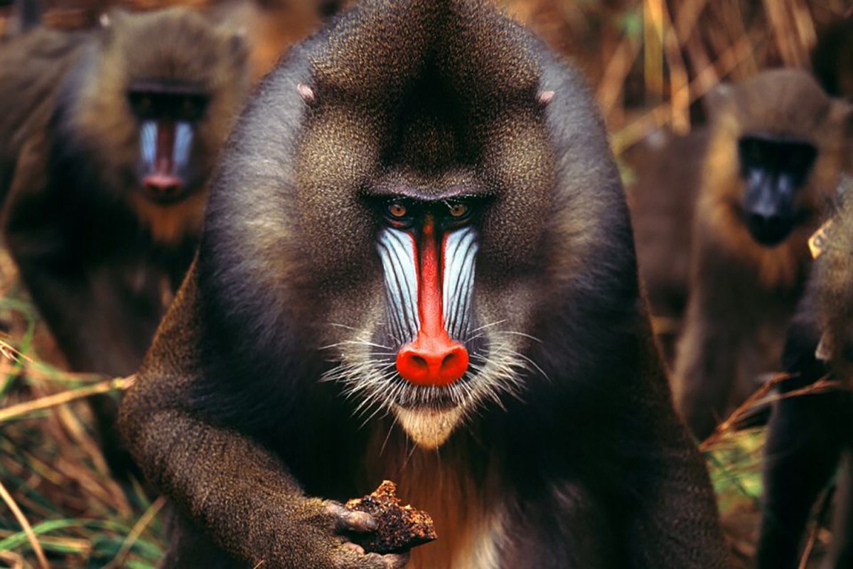 Обои с обезьянами