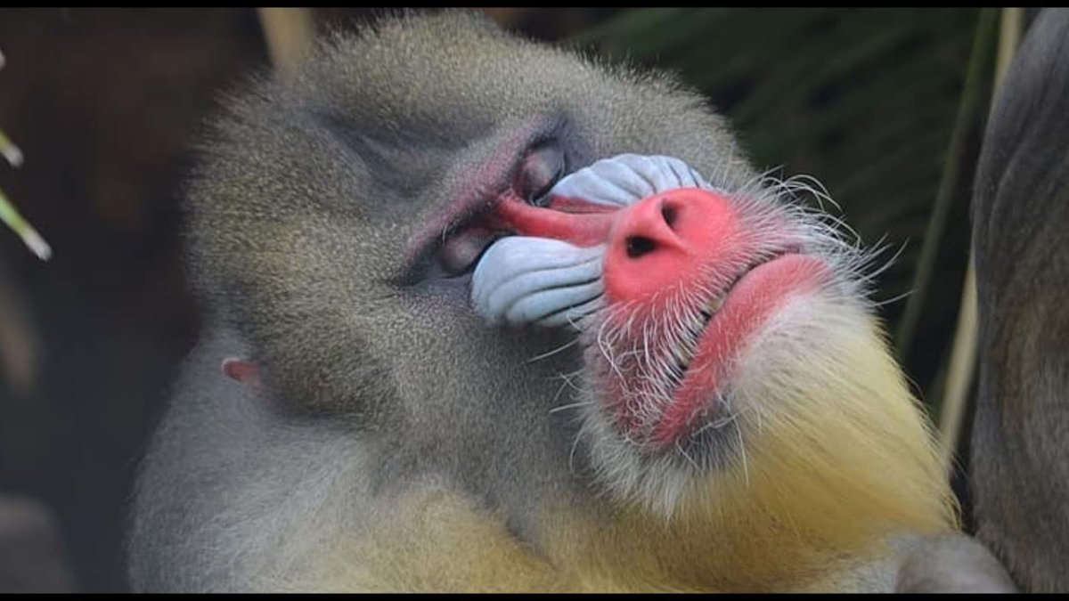 Mandrill in the Jungle