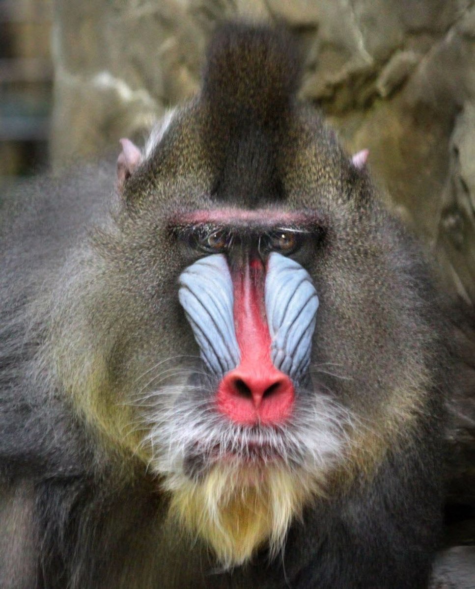 Павиан Мандрил