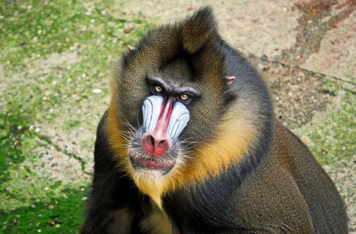 Мандрил яркий