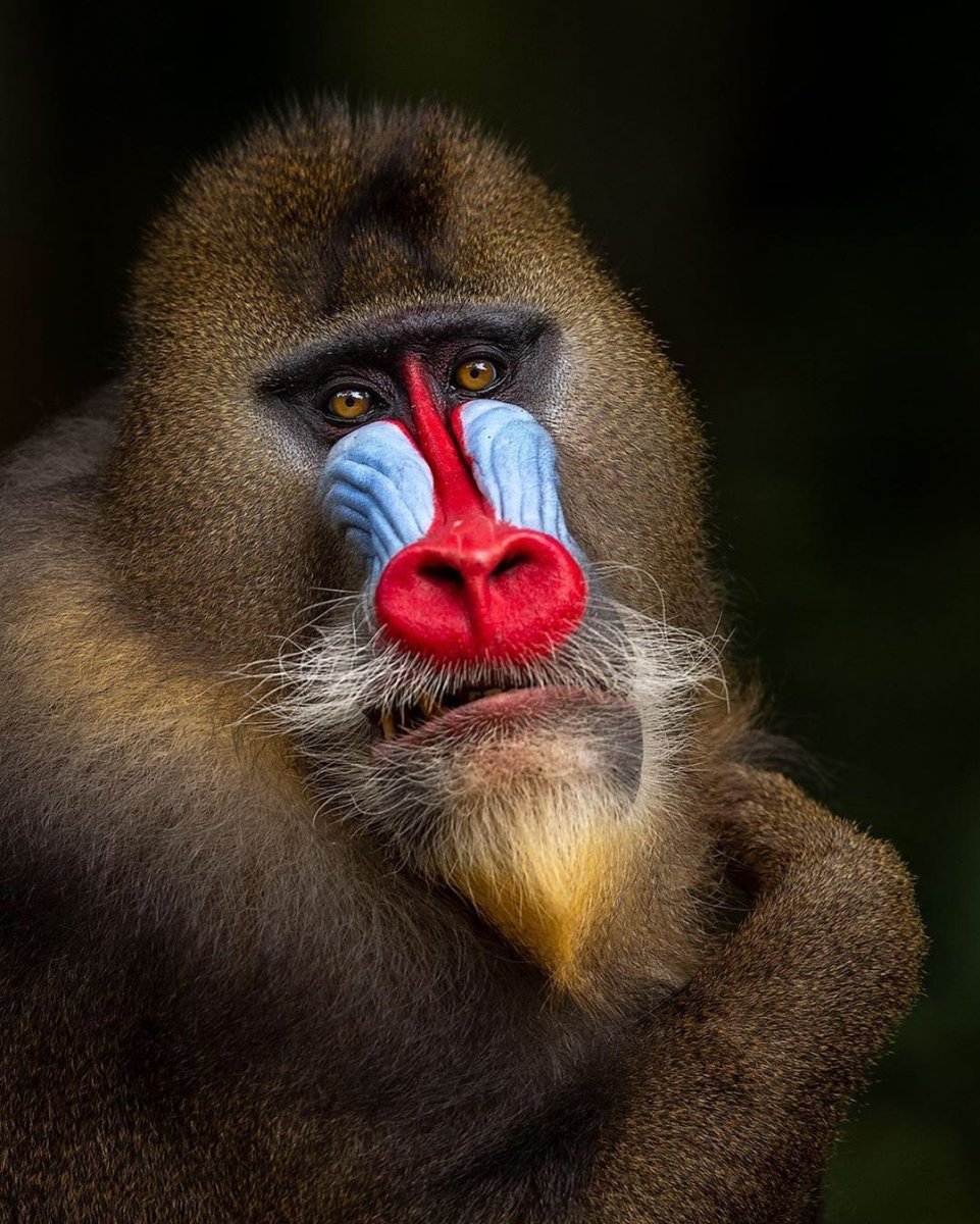 Мандрил Альфа самец