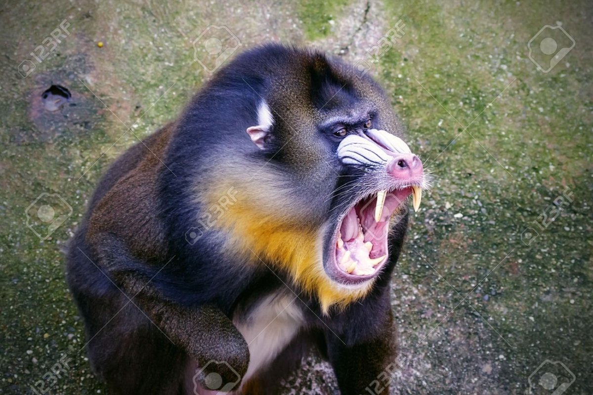 Широконосые обезьяны нового света