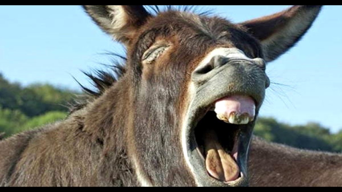 Бедный осел