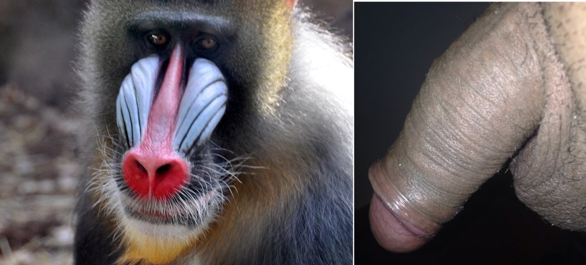 Гориллы и мандрилы