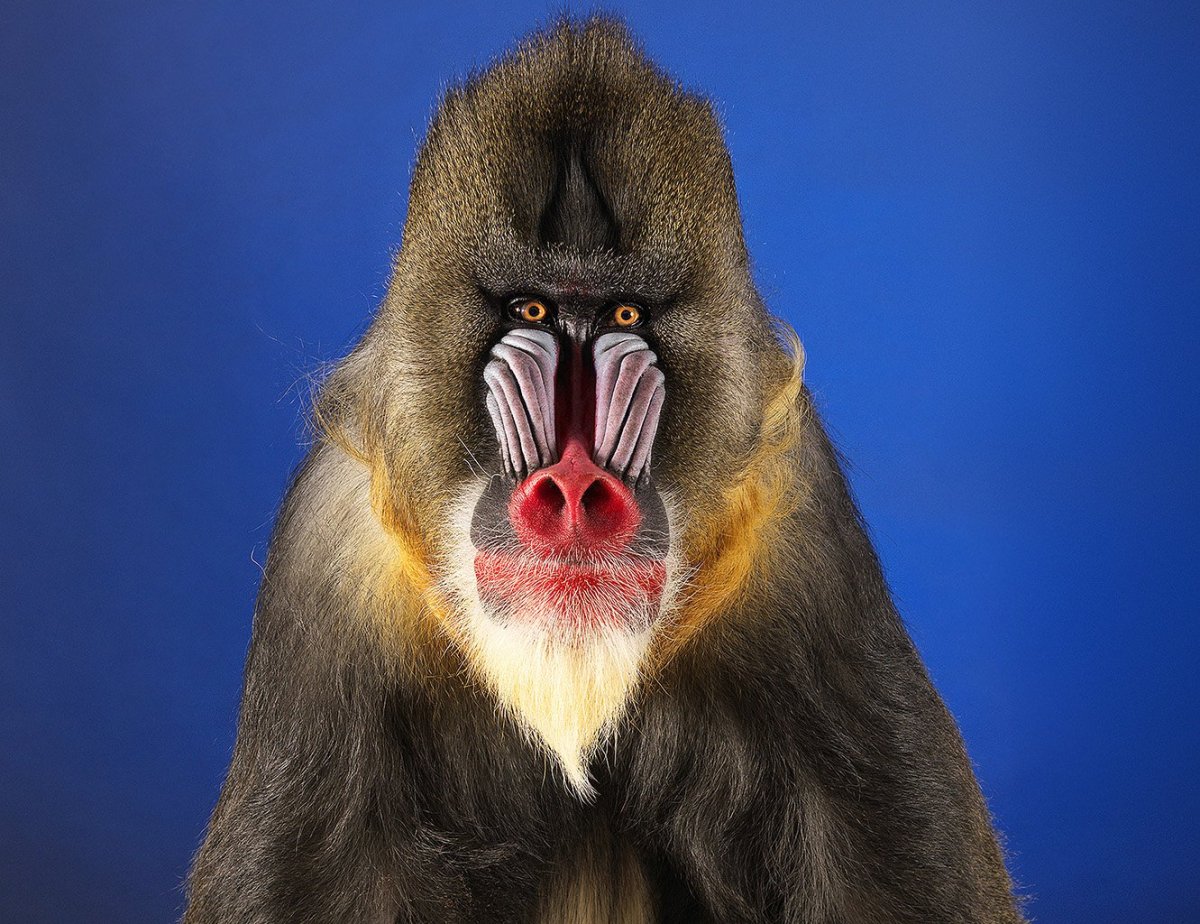 Обезьяна породы Мандрил