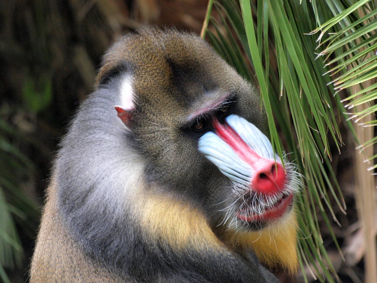 Гималайский Бабуин