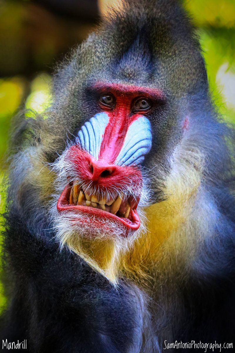 Мандрилы против других животных