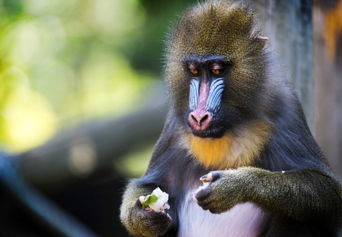 Павиан гамадрил