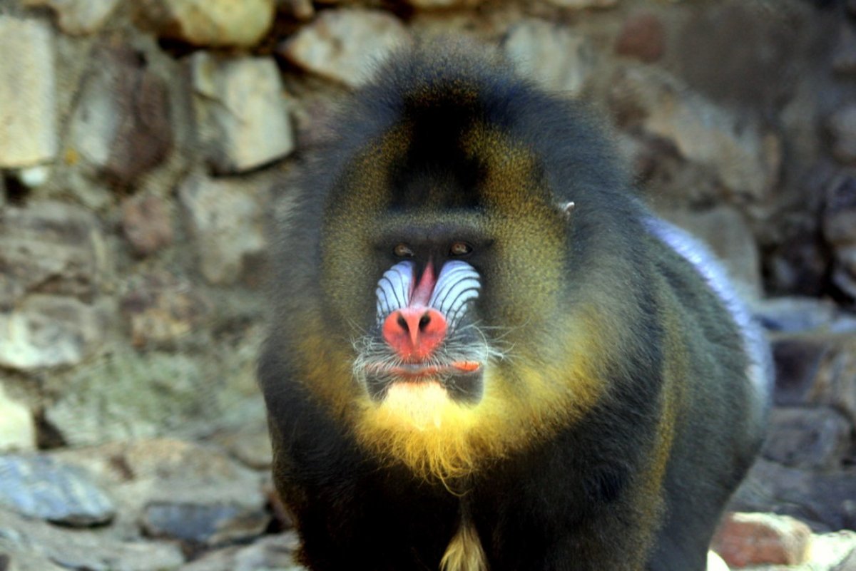 Западноафриканский Мандрил