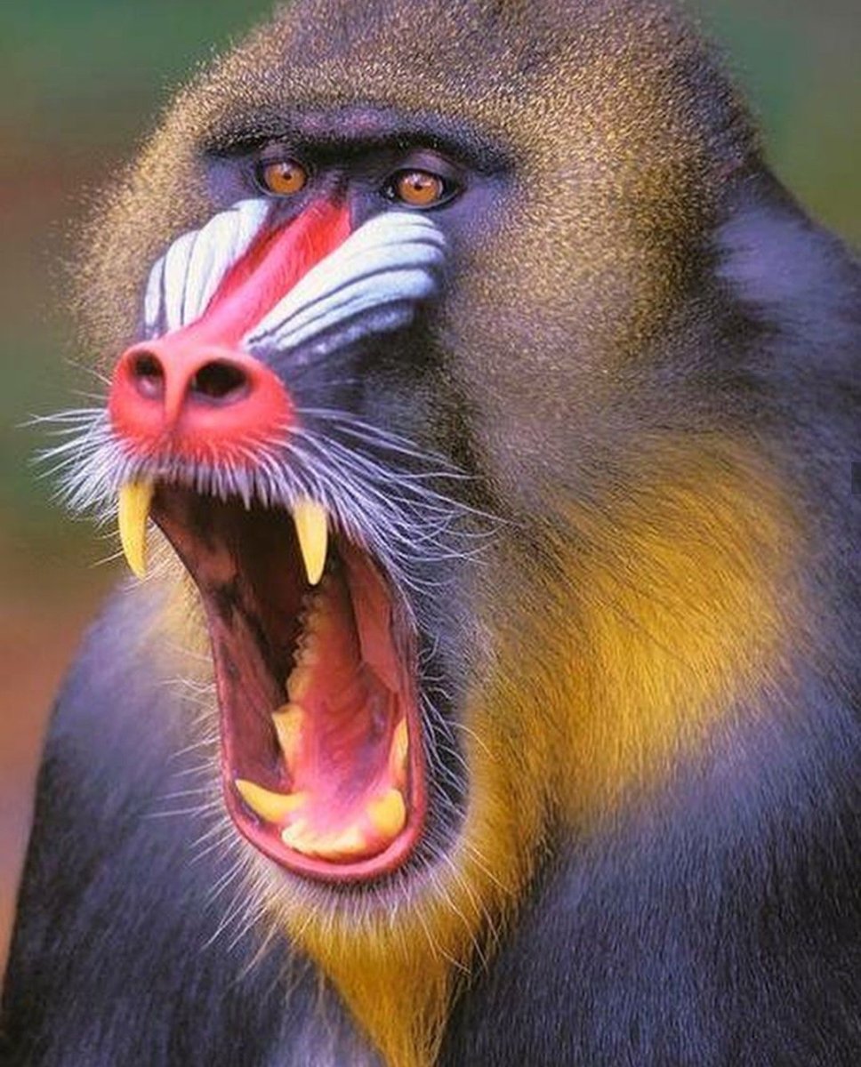 Мандрил яйца