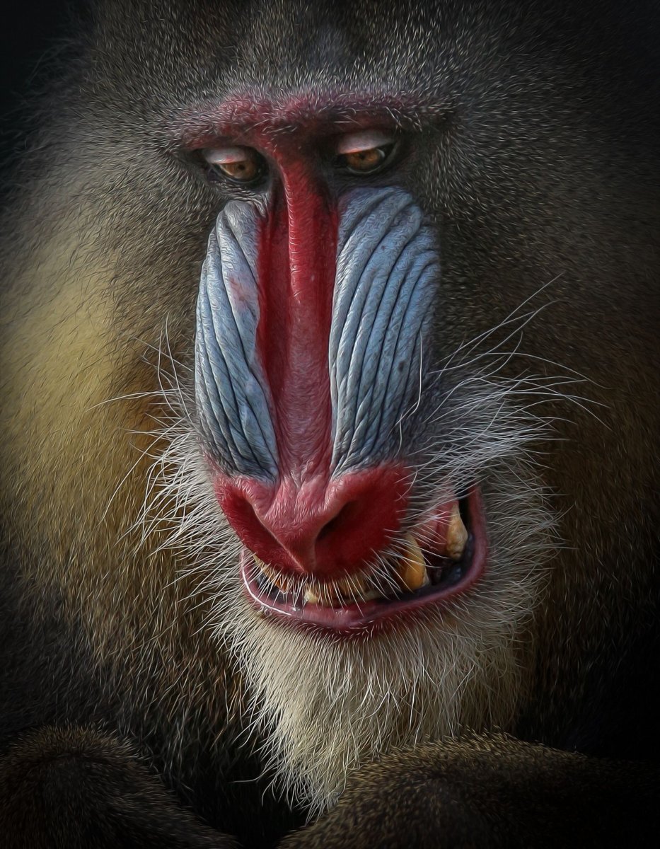 Макака Мандрил