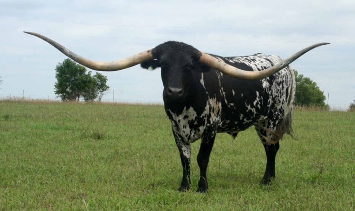 Лонгхорн бык рекордсмен