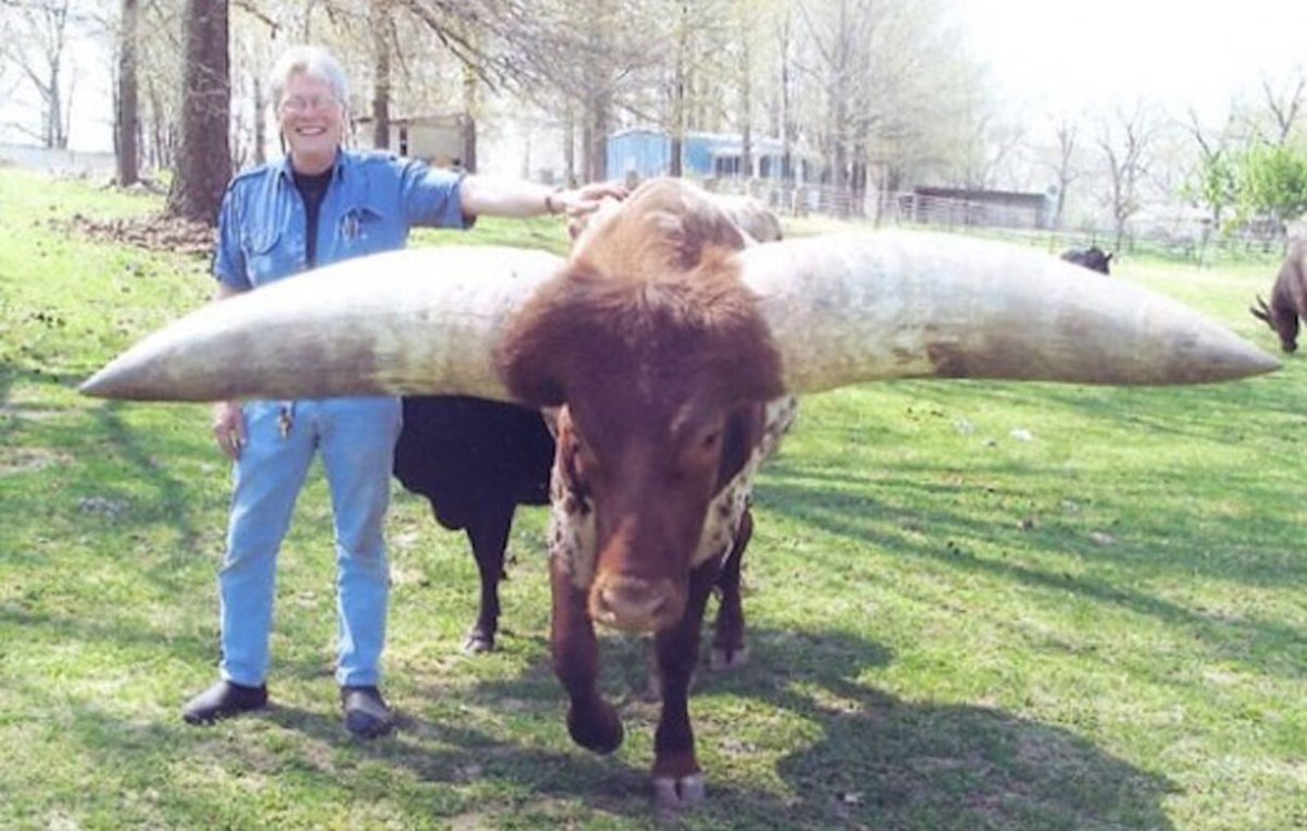 Бык ватусси и человек