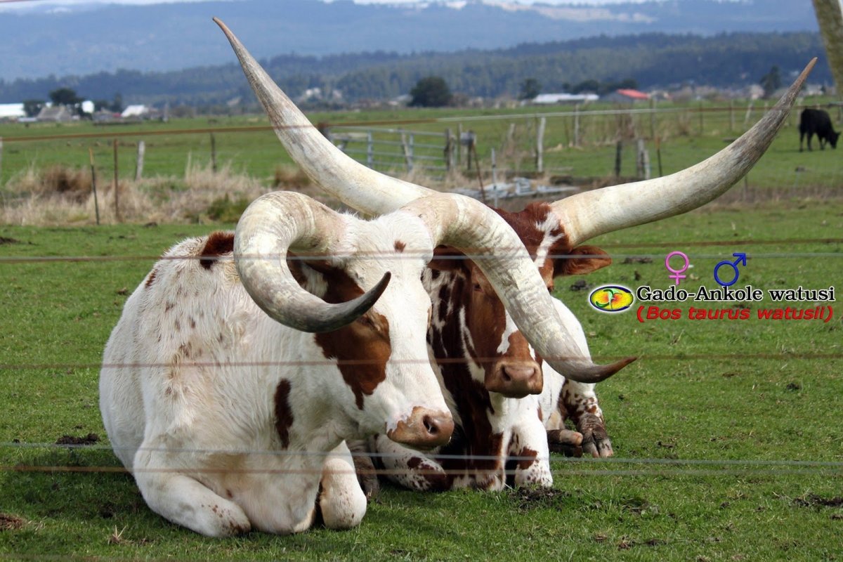 Самый большой бык в мире