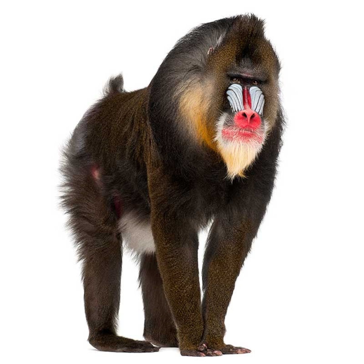 Мандрил ареал