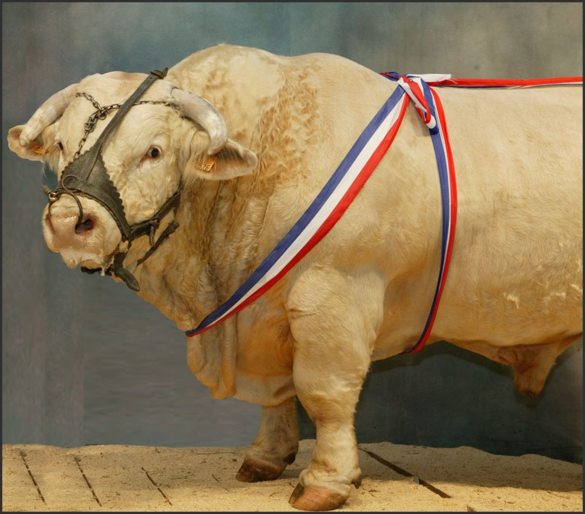 Бык узбекский