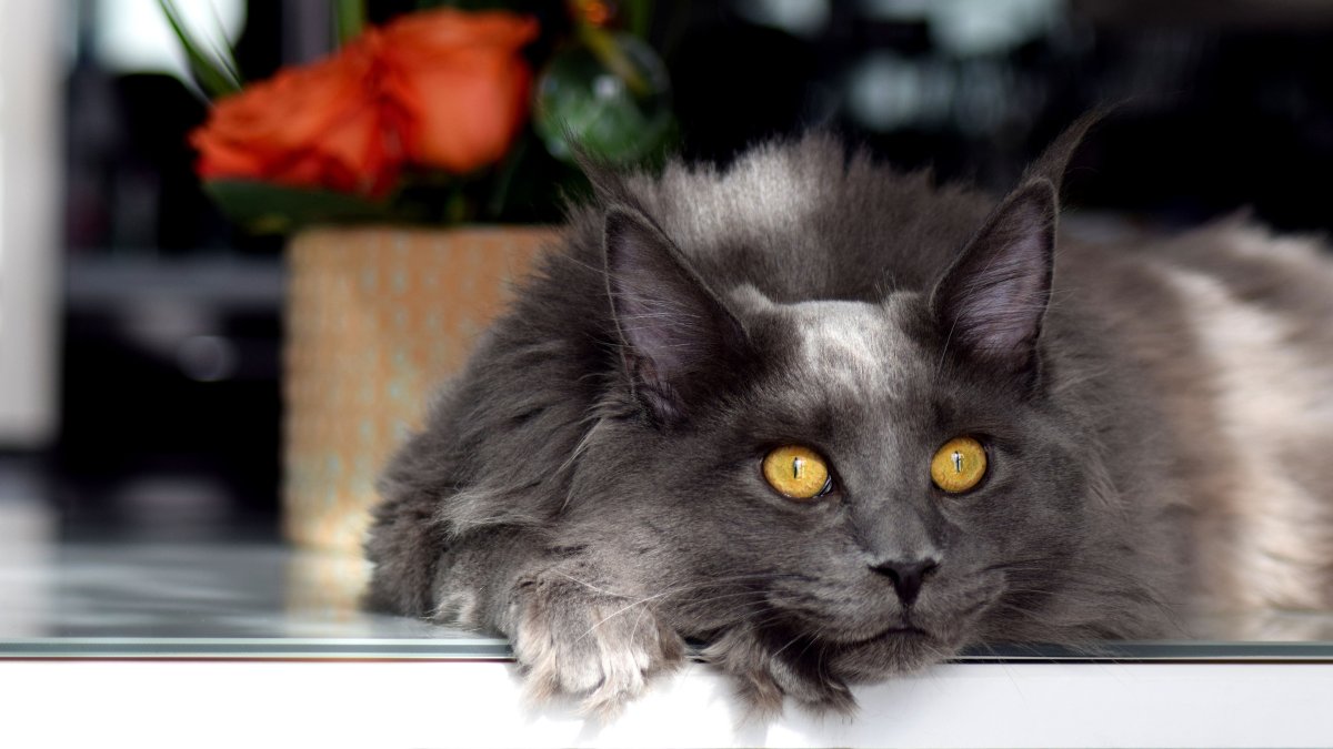 Нибелунги Мейн кун