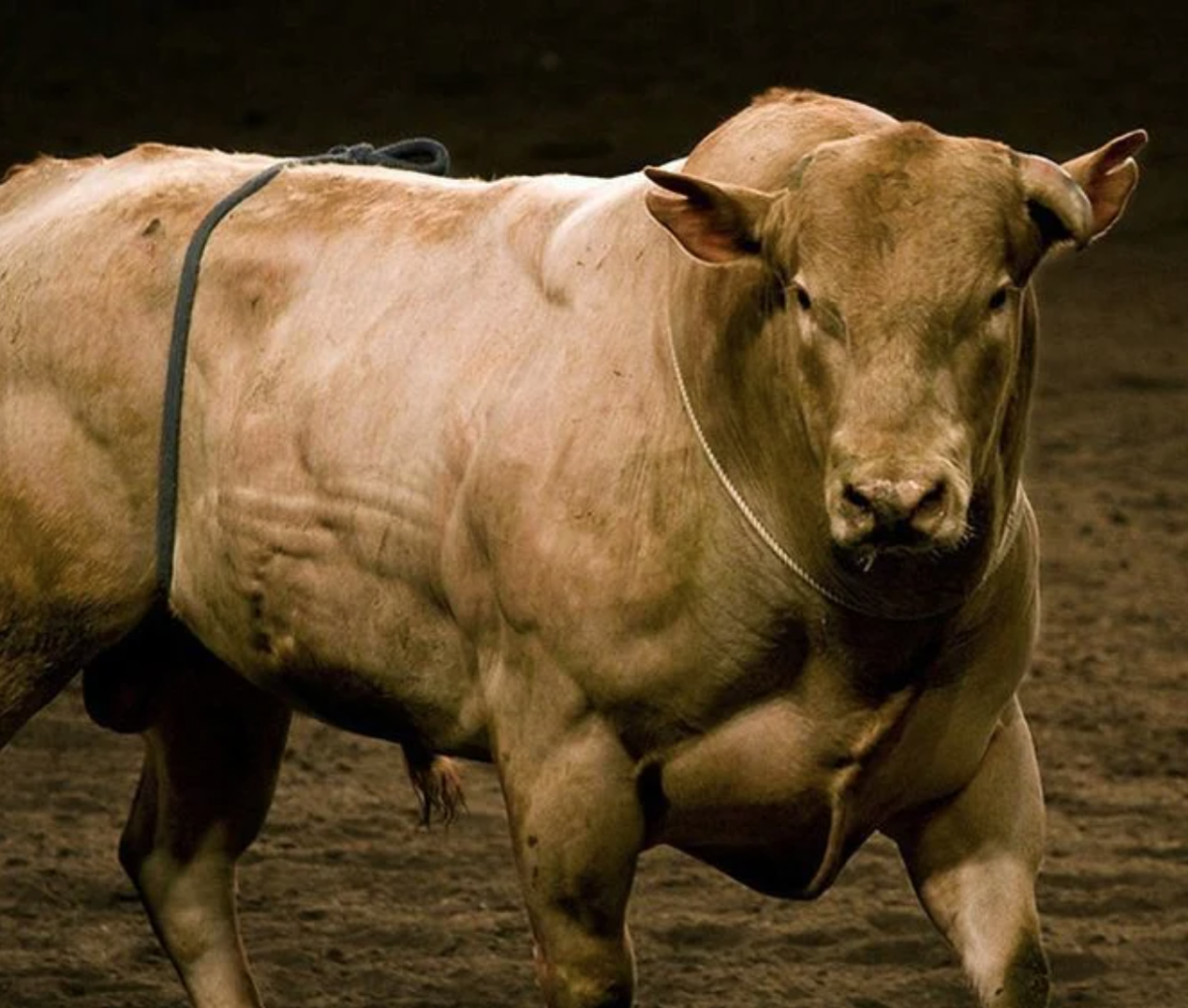 Бык bull