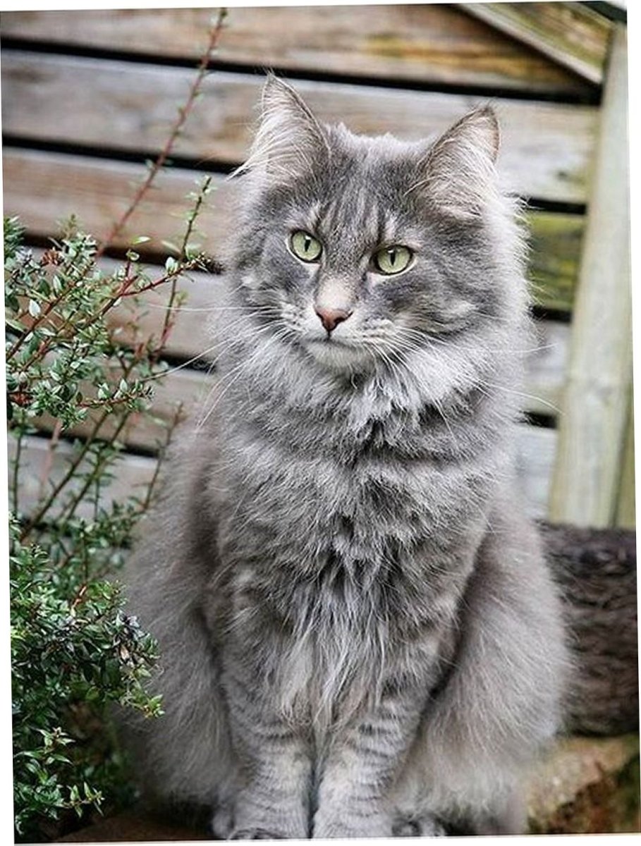 Сибирский кот серый длинношёрстный