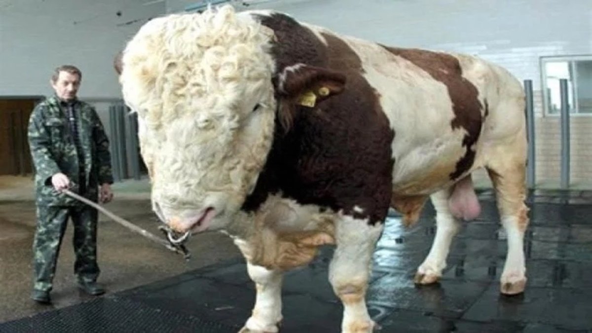 Репп бык Подольской породы