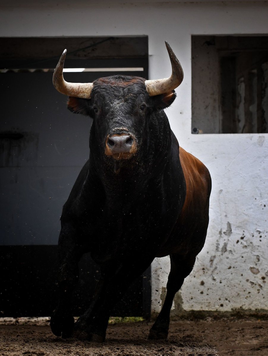 Иберийская порода Быков