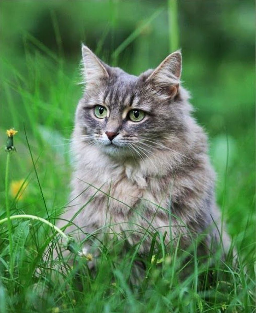 Серый пушистый кот с зелеными глазами