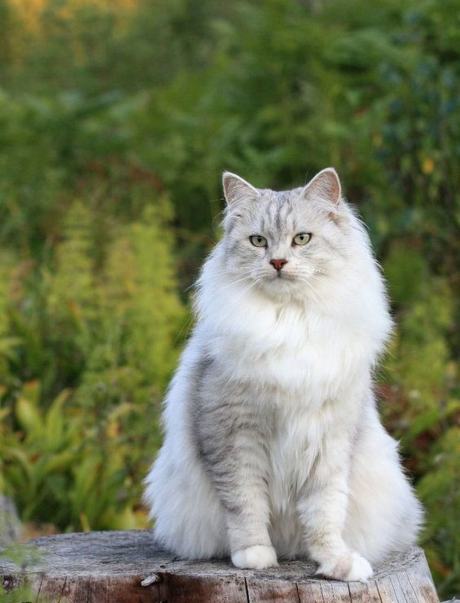 Сибирская кошка серая